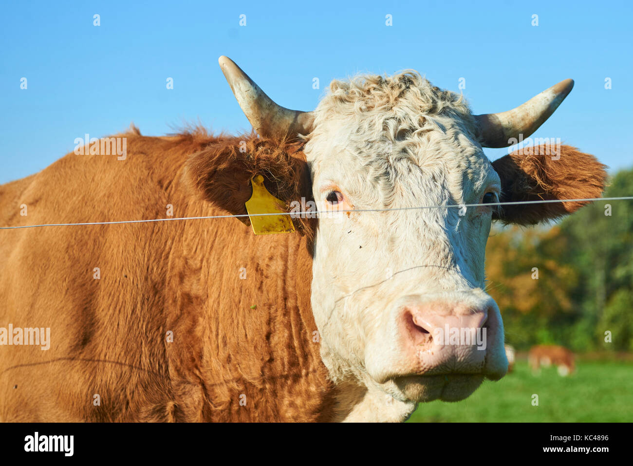 Herd of cows at sunset summer green field Stock Photo - Alamy