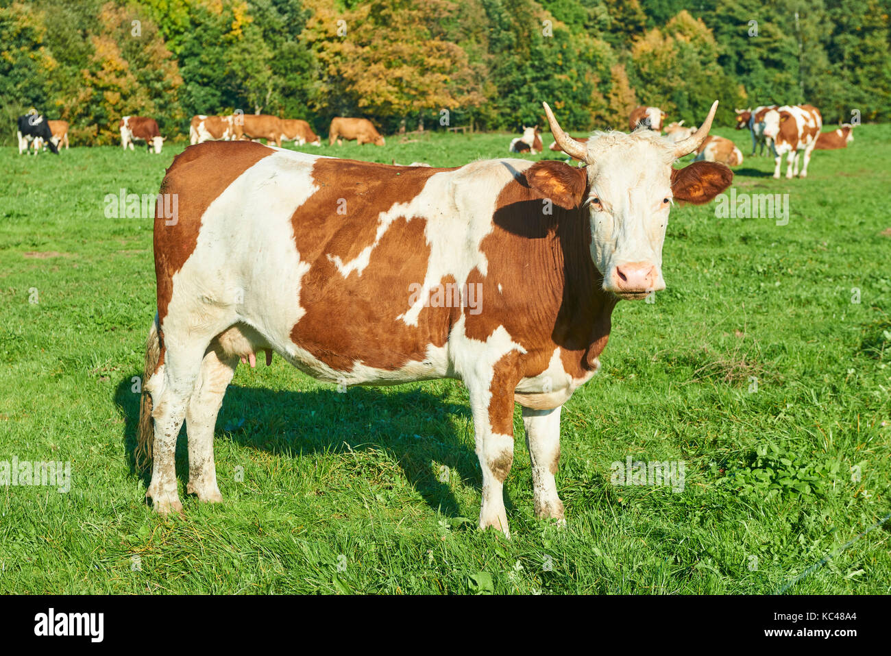 Herd of cows at sunset summer green field Stock Photo - Alamy