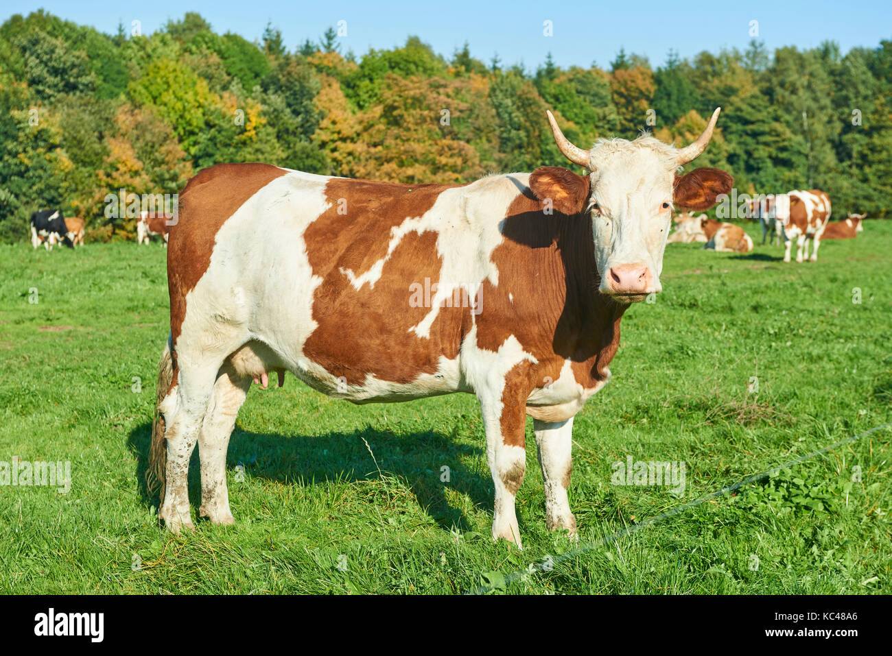 Herd of cows at sunset summer green field Stock Photo - Alamy