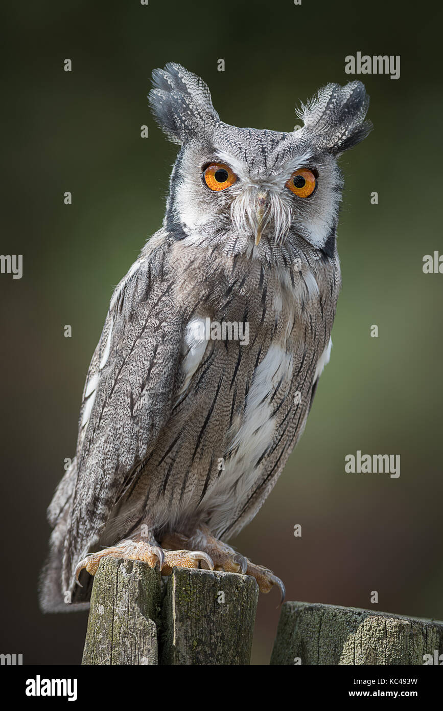 A full length upright portrait of a scops owl perched on a post and staring forward Stock Photo