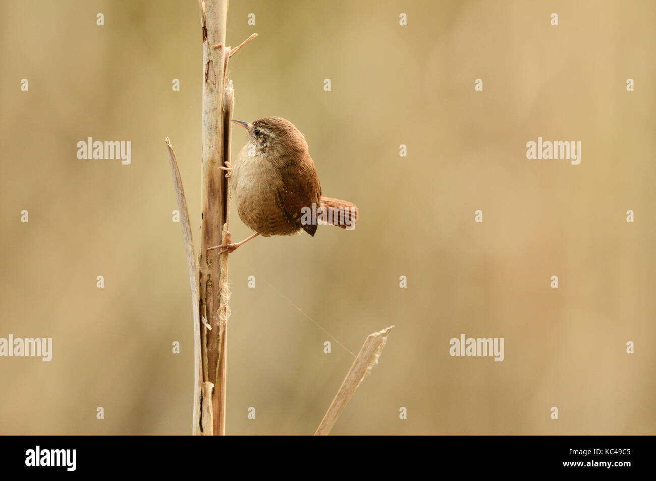 Wren (Troglodytes troglodytes) perched on a reed stem in a Warwickshire reed bed in the UK. Stock Photo