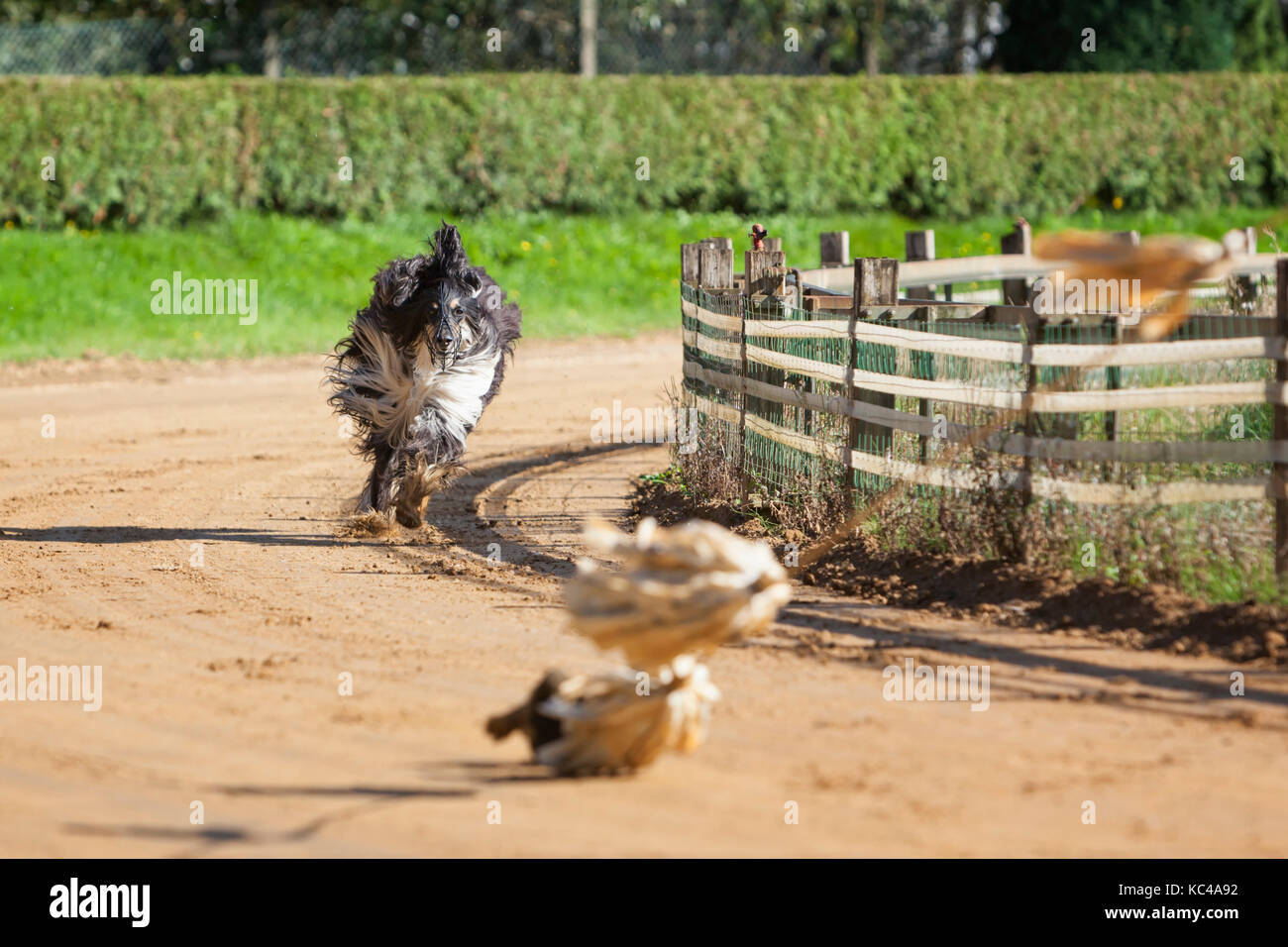 Black and tan coloured Afghan sighthound following the lure in training on race track Stock Photo
