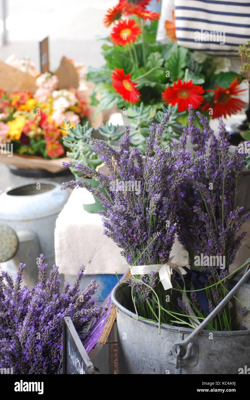 Bundle's of Fresh cut Lavender in a vintage bucket Stock Photo Alamy