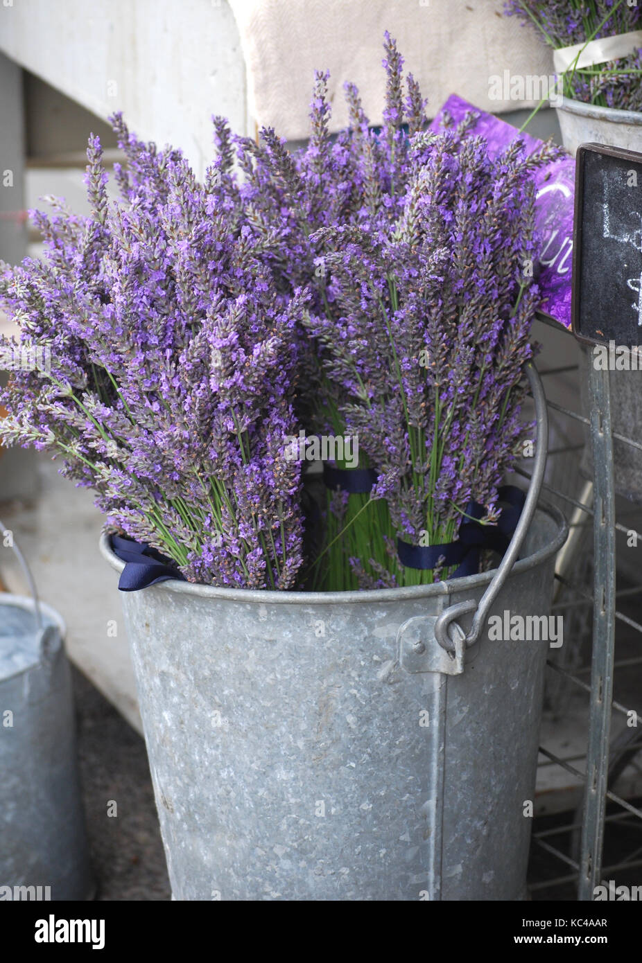 Bundle's of Fresh cut Lavender in a vintage bucket Stock Photo Alamy