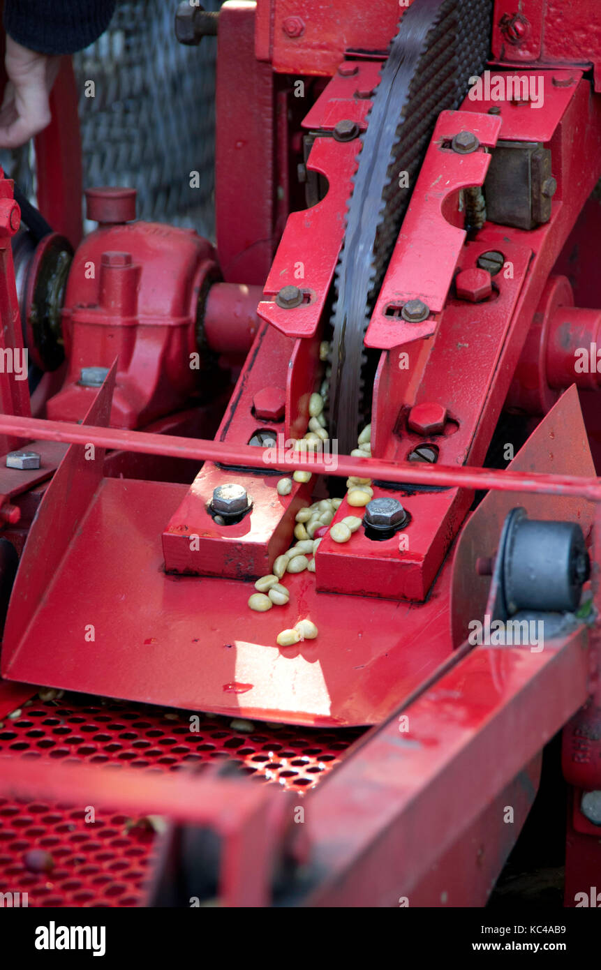 Coffee bean processing machine Stock Photo Alamy