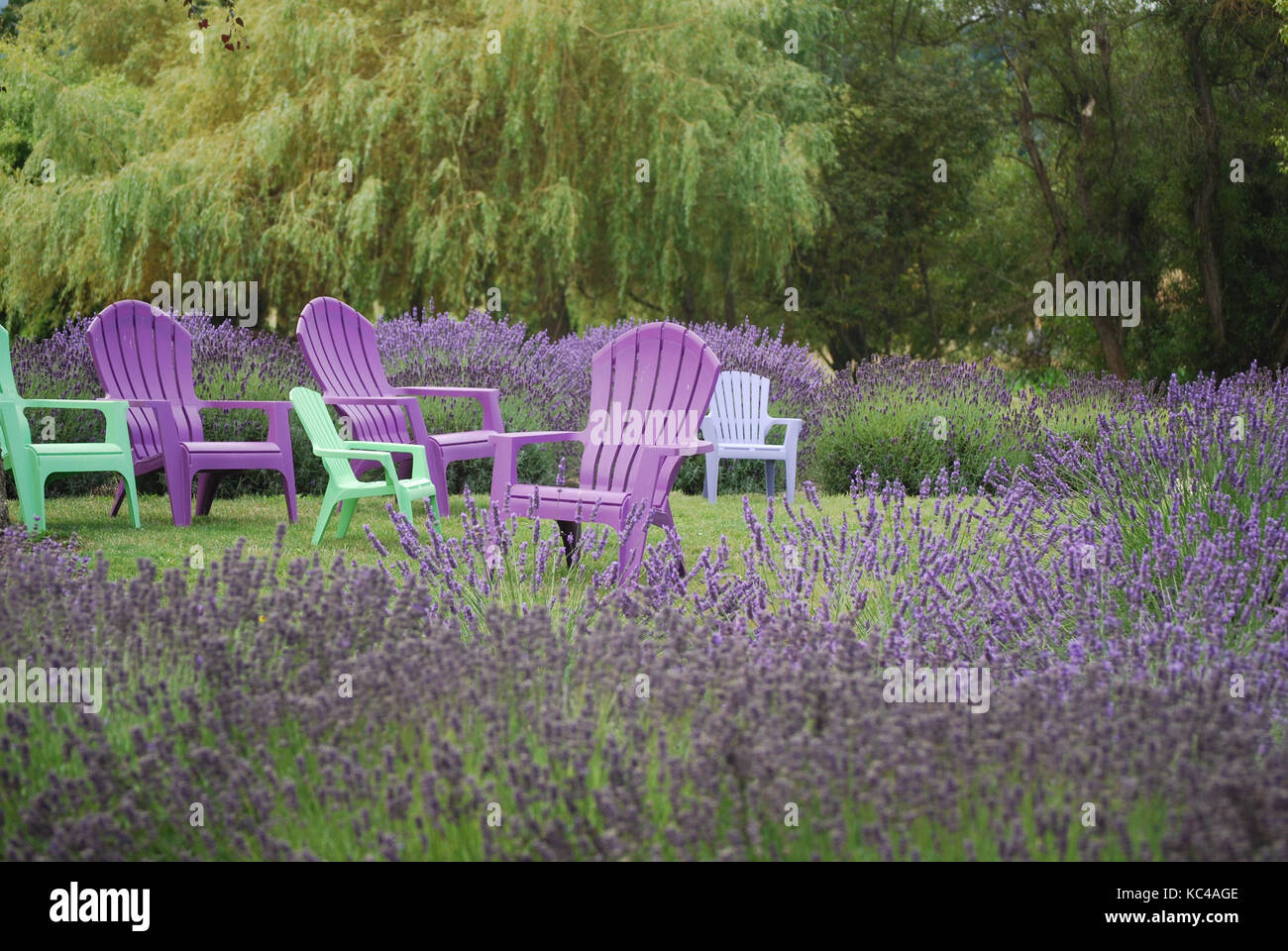Chairs in a blooming Lavender field - Sequim, WA. USA Stock Photo