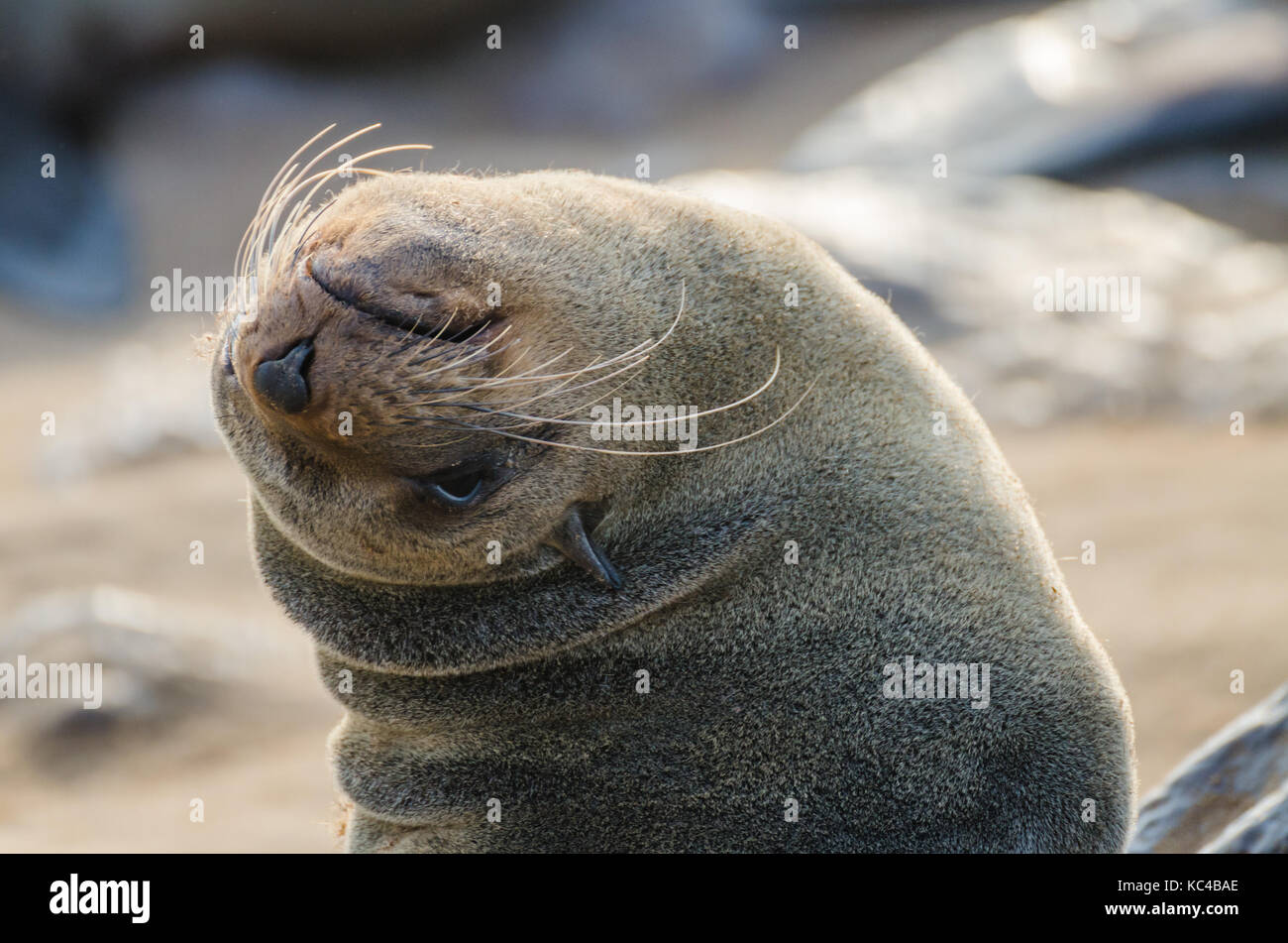 Portrait of beautiful South African fur seal at large seal colony, Cape