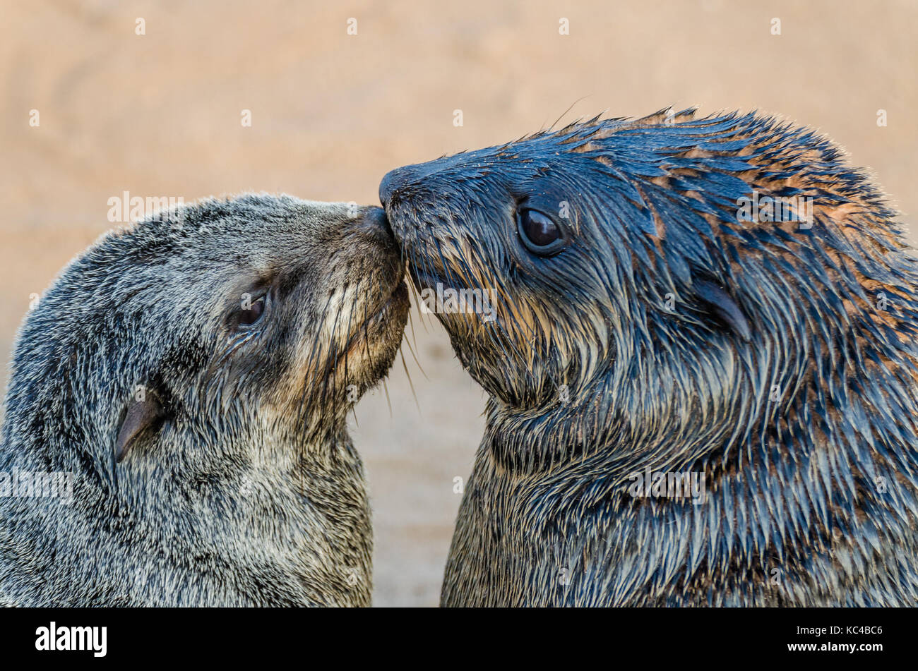 Portrait of two South African fur seals kissing at large seal colony, Cape Cross, Namibia, Southern Africa Stock Photo