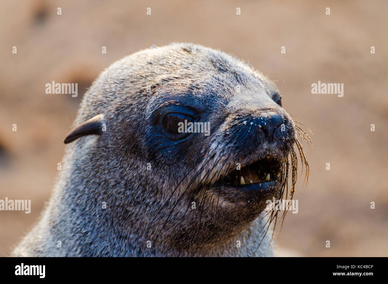 Portrait of beautiful South African fur seal at large seal colony, Cape Cross, Namibia, Southern Africa Stock Photo