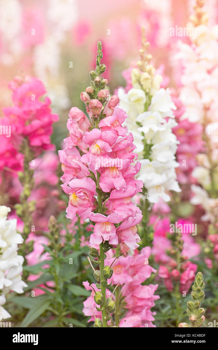 Beautiful and colourful summer flowering Snapdragon flowers also known as Antirrhinums Stock
