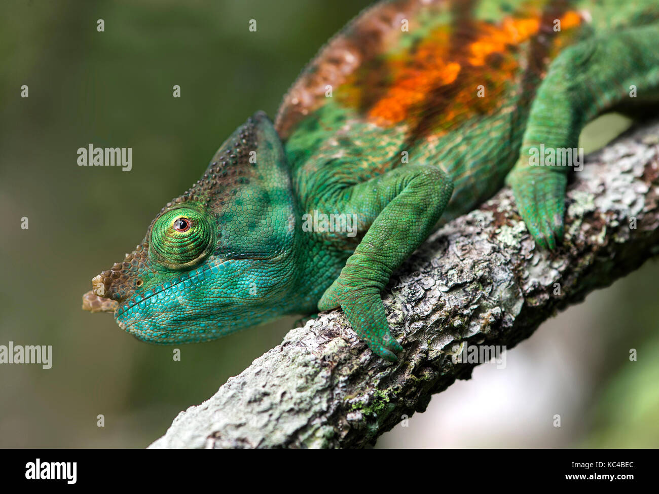 Male Panther Chameleon (Calumma parsonii), (Chameleonidae), endemic to ...