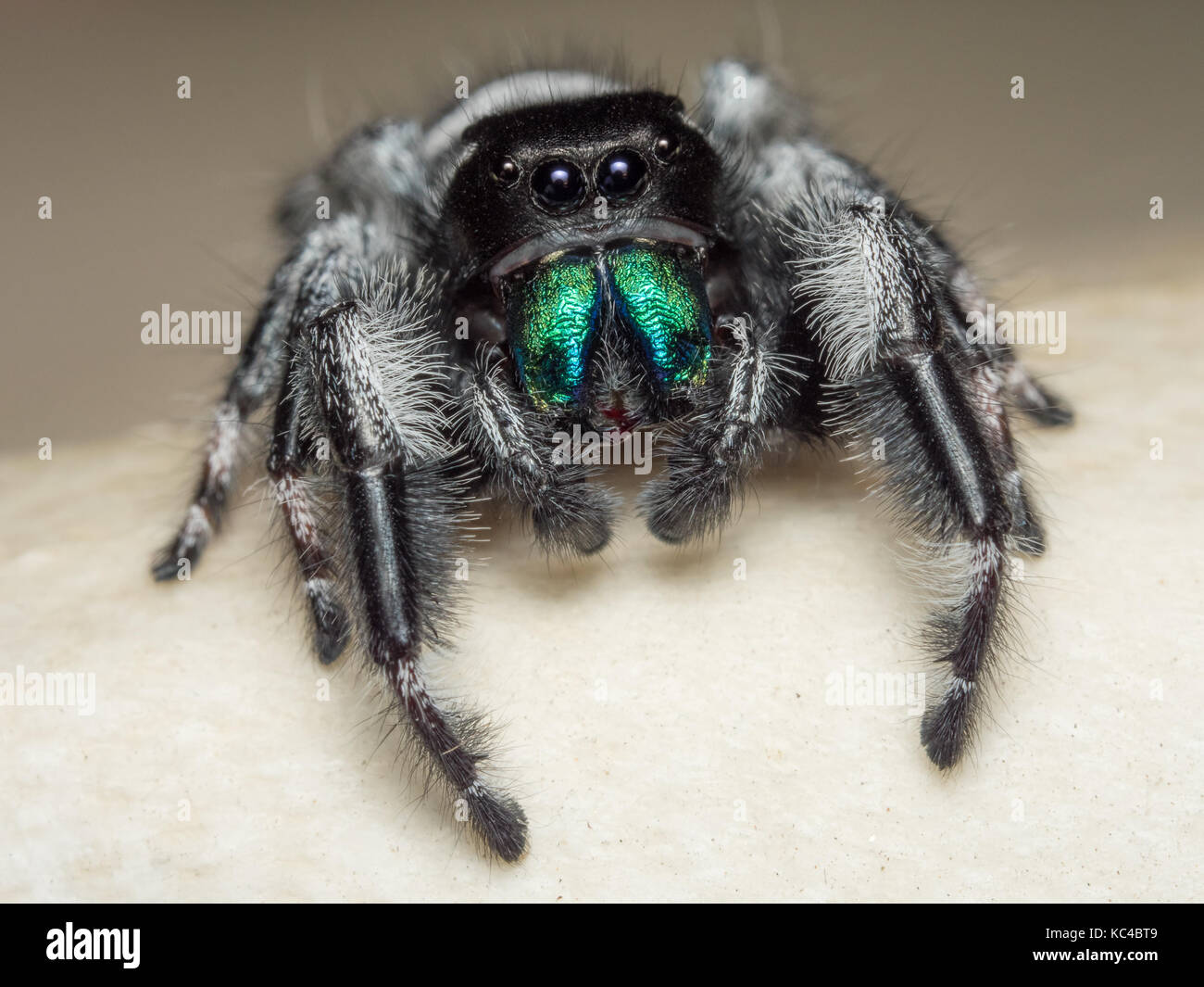 A close portrait of a beautiful male Phidippus regius Stock Photo Alamy