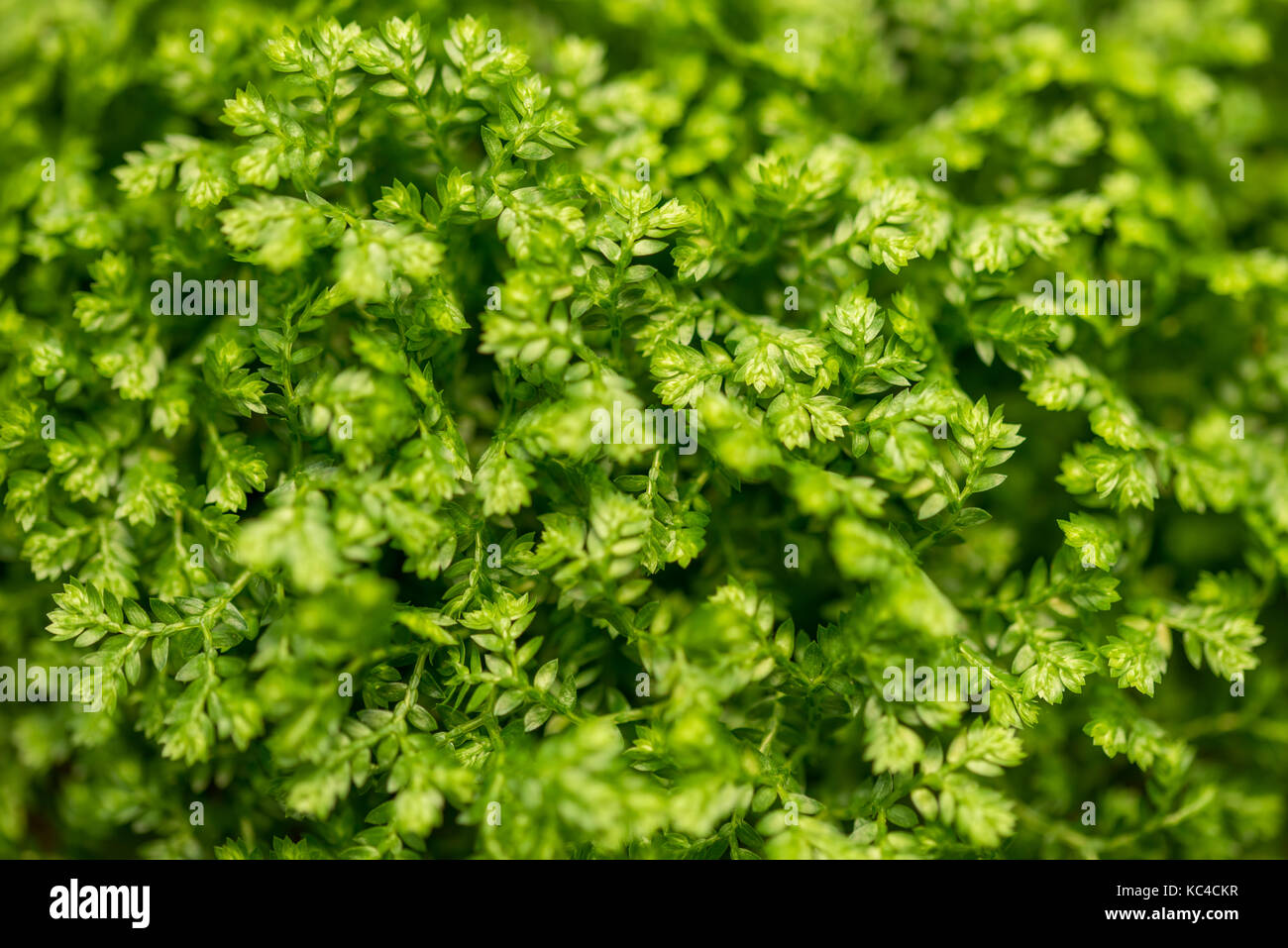 Green fresh leaves in nature.Environment concept. Stock Photo
