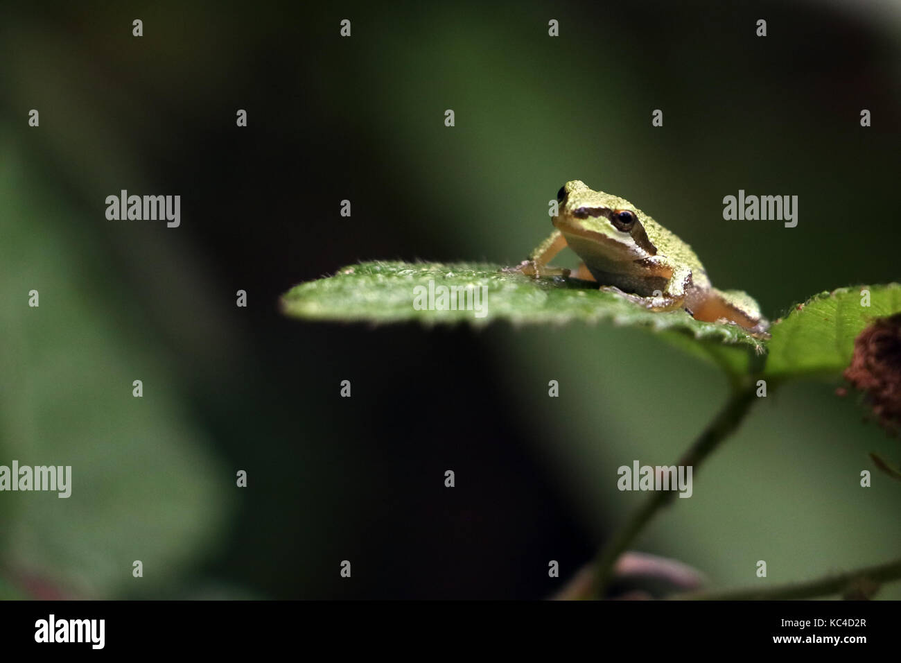 Pacific tree frog Stock Photo Alamy