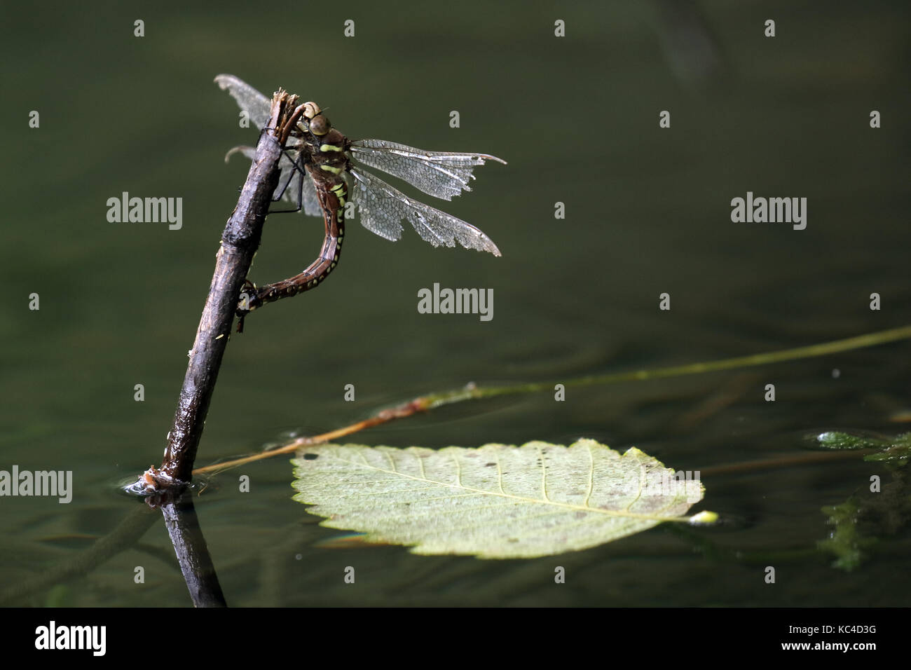 A dragonfly lays her eggs on a pond in the fall Stock Photo