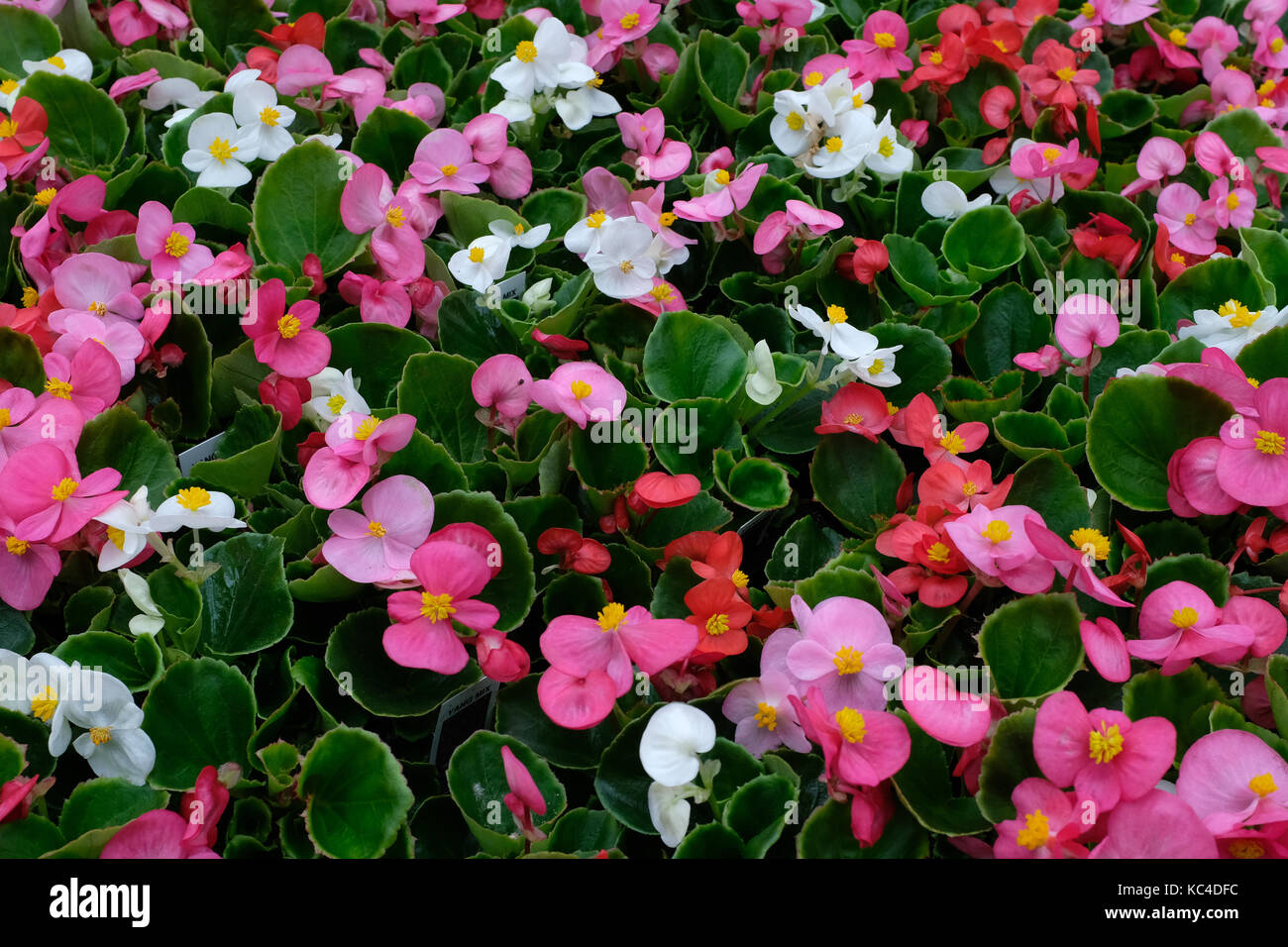 Colorful begonia flowers (Begoniaceae) for sale in greenhouse. Stock Photo