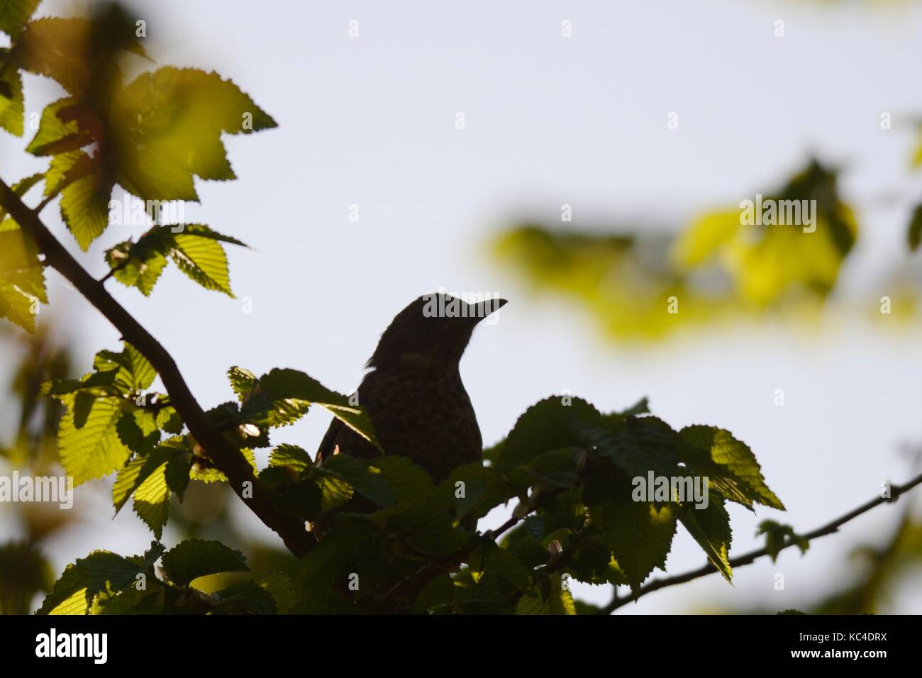 Song thrush bird uk hi-res stock photography and images - Alamy