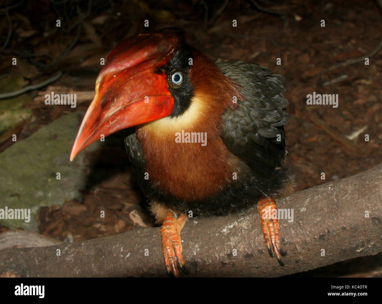 Close-up of the head of a female  Asian Rufous hornbill (Buceros hydrocorax), also known as Philippine hornbill Stock Photo