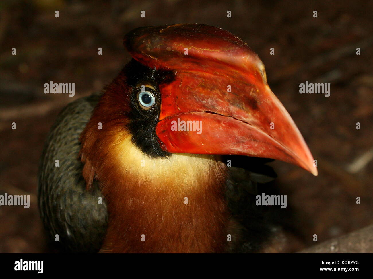 Close-up of the head of a female  Asian Rufous hornbill (Buceros hydrocorax), also known as Philippine hornbill Stock Photo