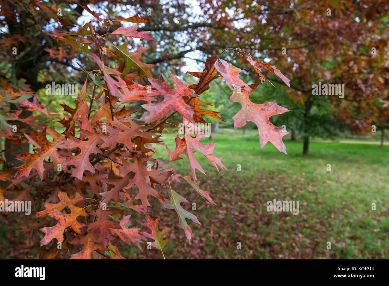 Windsor, UK. 2nd Oct, 2017. A red oak tree displays autumn colours in Windsor Great Park. Credit: Mark Kerrison/Alamy Live News Stock Photo