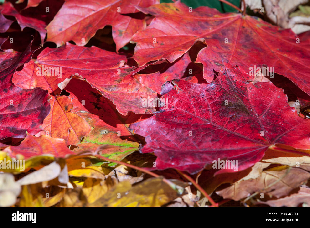 Abington Park, Northampton, UK. 2nd Oct, 2017. UK Weather. A carpet of Autumn colour on the ground of Abington Park as the wind brings more leaves off the trees. Credit: Keith J Smith./Alamy Live News Stock Photo