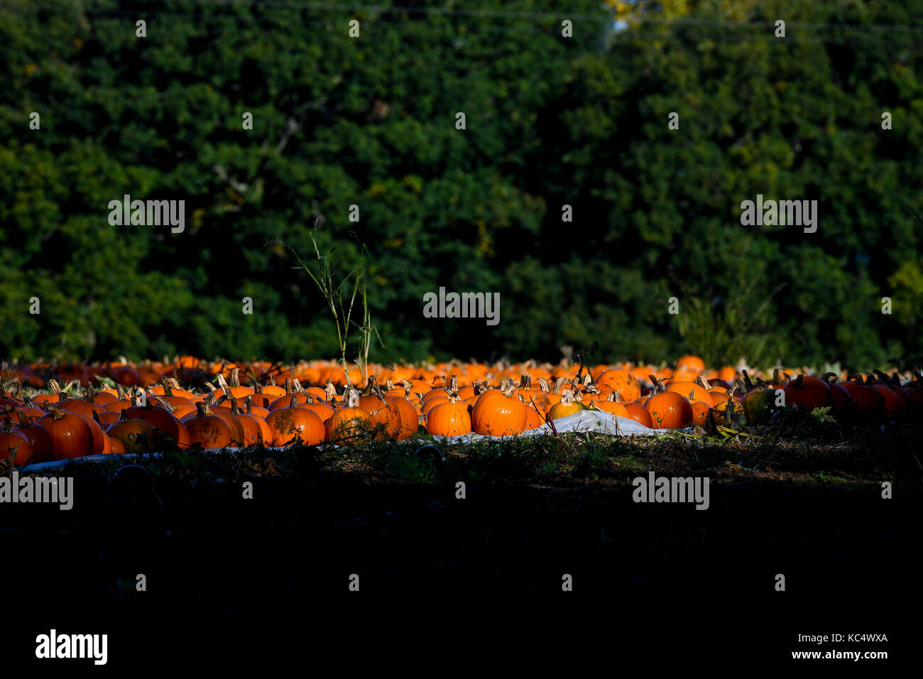 The Pumpkin Harvest Gets Underway In Romsey Hampshire Pumpkin Pickers Take Advantage Of The Break In The Weather As The The Pumpkin Harvest Gets Underway In Romsey Hampshire Pumpkin Pickers Take Advantage Of The Break In The Weather As The
