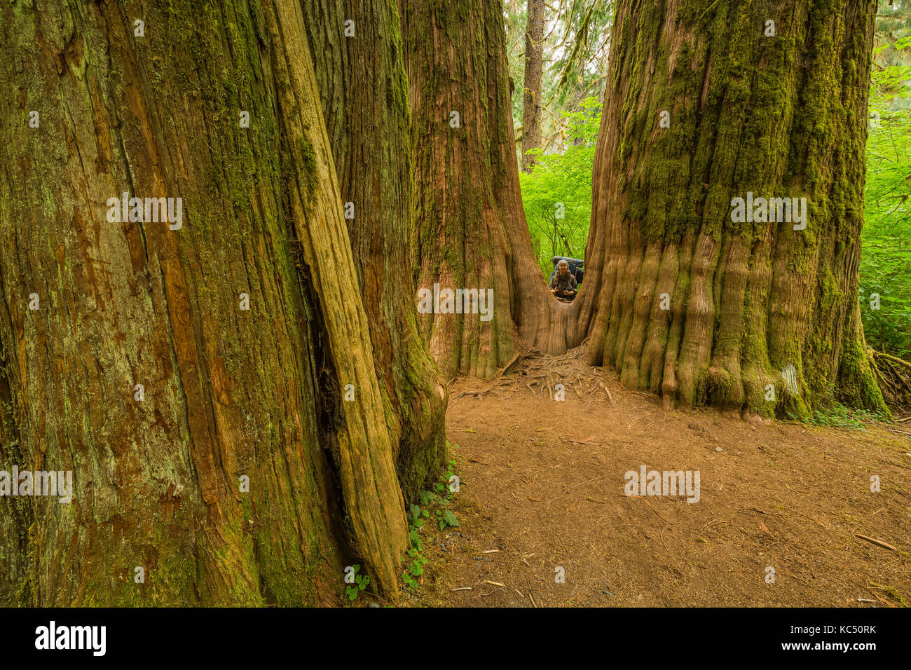 Huge Western Redcedars, Thuja plicata, growing in the Hoh Rain Forest along the Hoh River Trail in Olympic National Park, Washington State, USA [Model Stock Photo