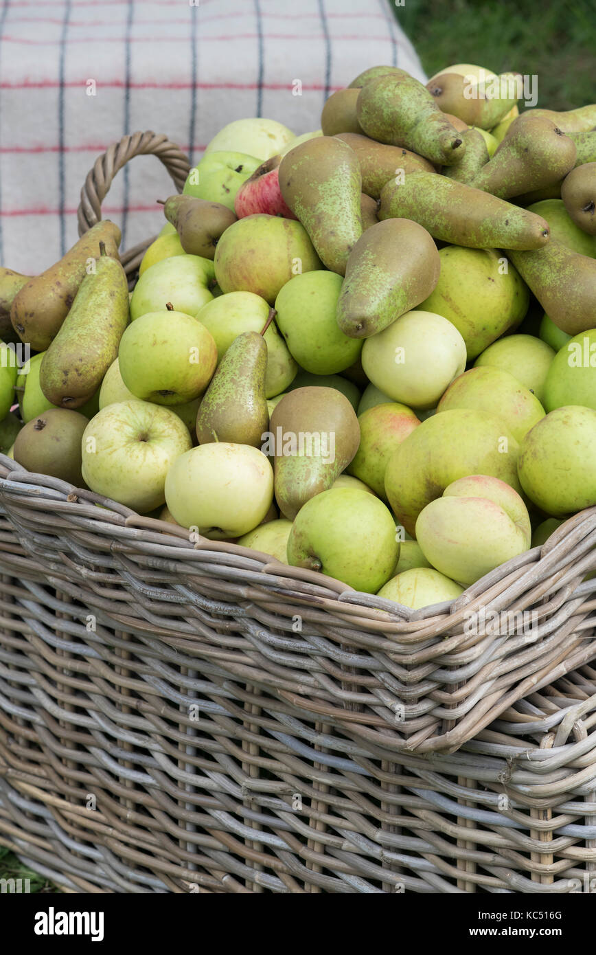 Malus and Pyrus. Apples and pears on display at Daylesford Organic farm shop autumn festival. Daylesford, Cotswolds, Gloucestershire, England Stock Photo