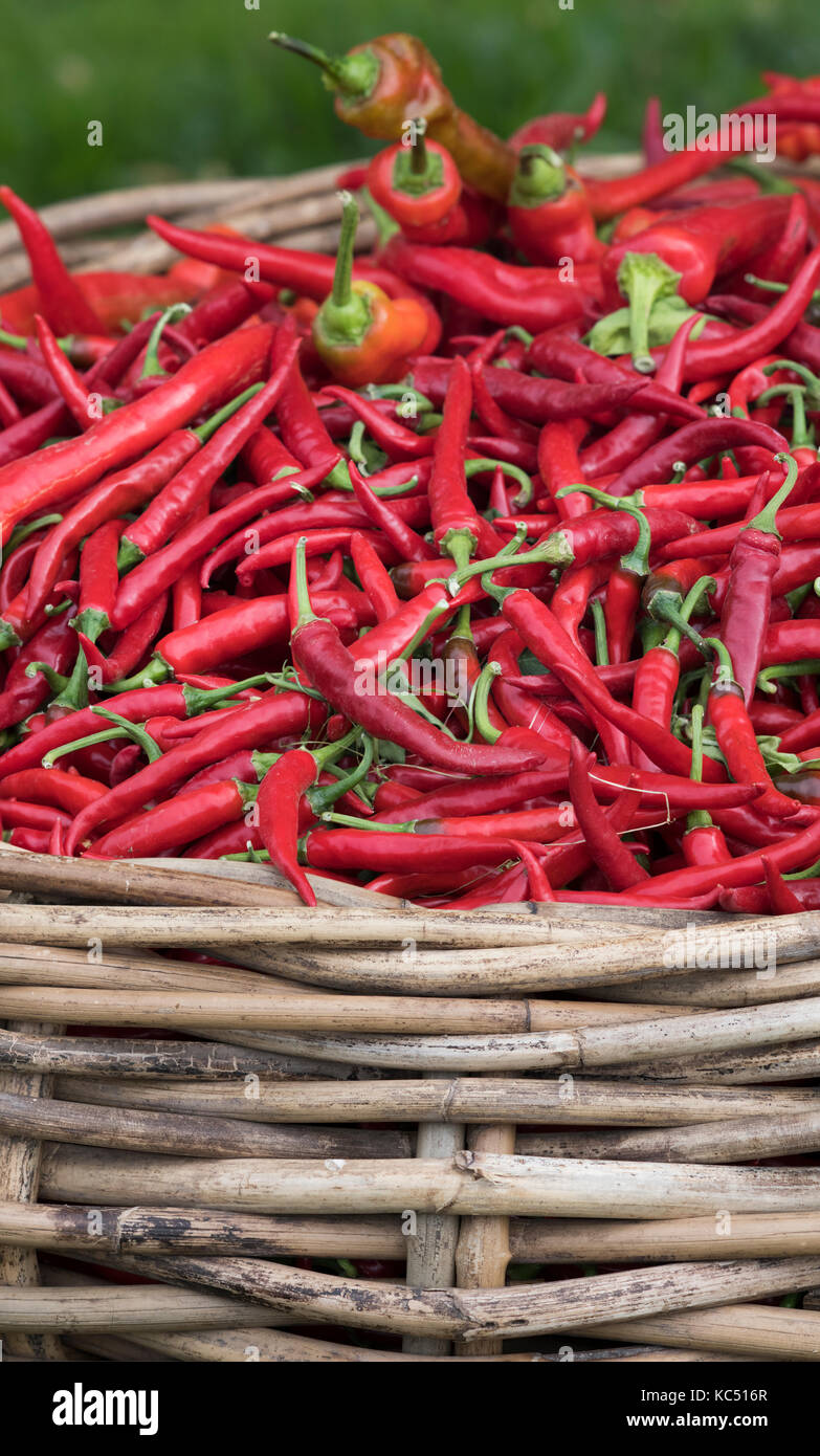 Capsicum. Basket of Red Chilli peppers on display at Daylesford Organic farm shop autumn festival. Daylesford, Cotswolds, Gloucestershire, England Stock Photo