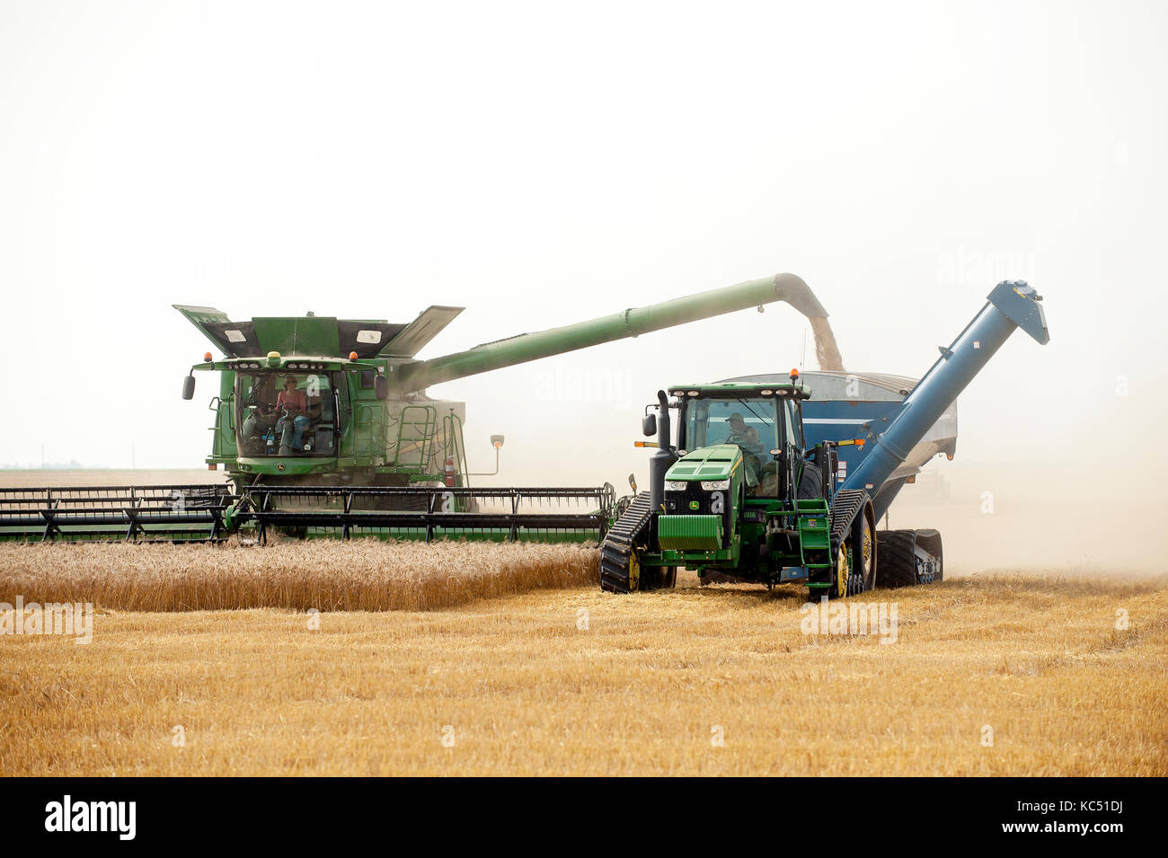 JOHN DEERE COMBINE HARVESTING WHEAT ON A FARM IN BRECKENRIDGE, NORTH