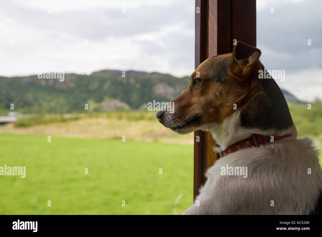 Rusty the Jack Russell Terrier on the Welsh Highland Heritage Railway looking out of the window with Snowdonia behind Stock Photo