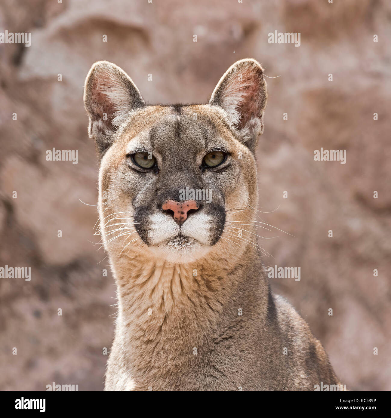 Cougar (Puma concolor) portrait, captive, Andes, Peru Stock Photo - Alamy