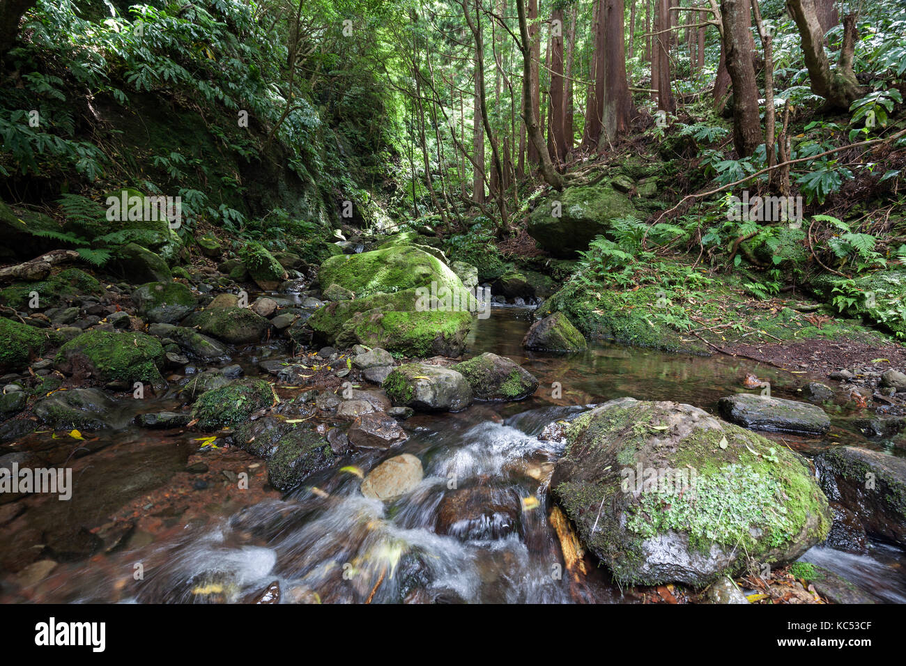 Typical Vegetation High Resolution Stock Photography and Images - Alamy