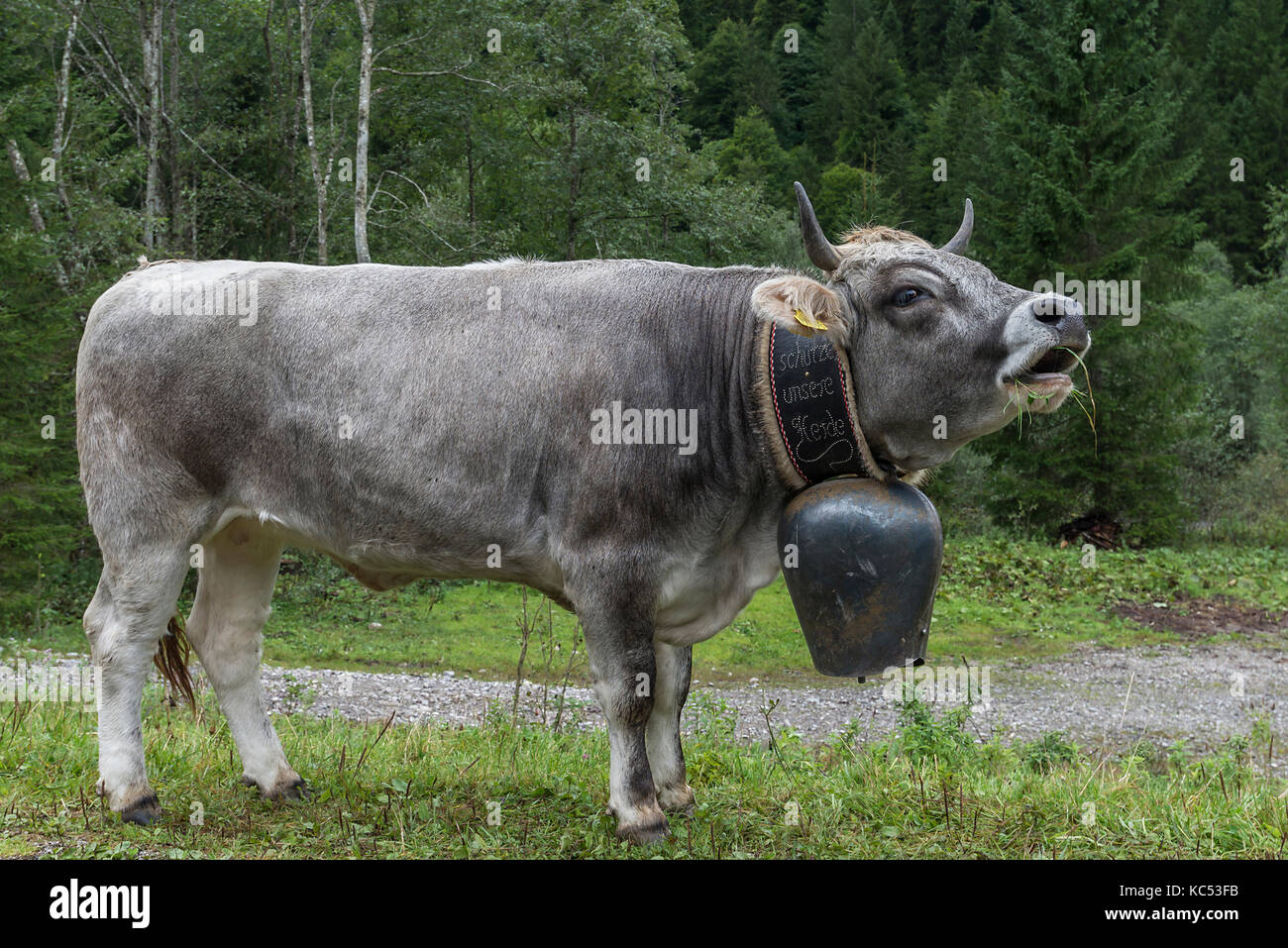 Cow wears a large cowbell at the Almabtrieb, Bad Hindelang, Allgäu, Bavaria, Germany Stock Photo