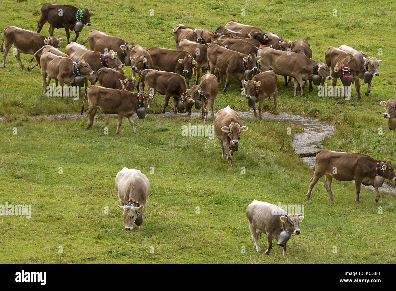 Herd of Allgäu cows with cowbells in a meadow, Almabtrieb, Bad