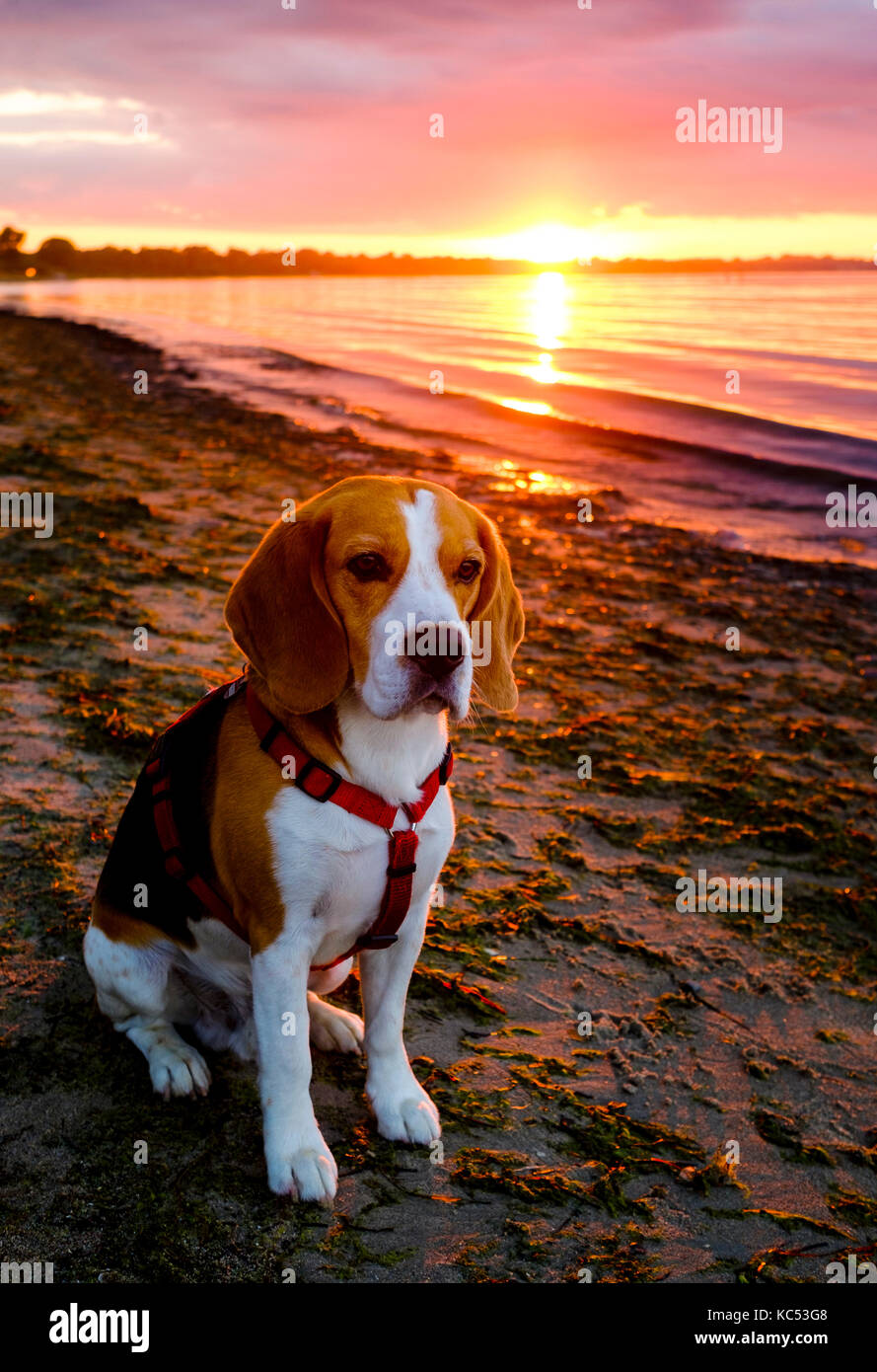 Beagle, male dog sits at sunset on the beach, Germany Stock Photo