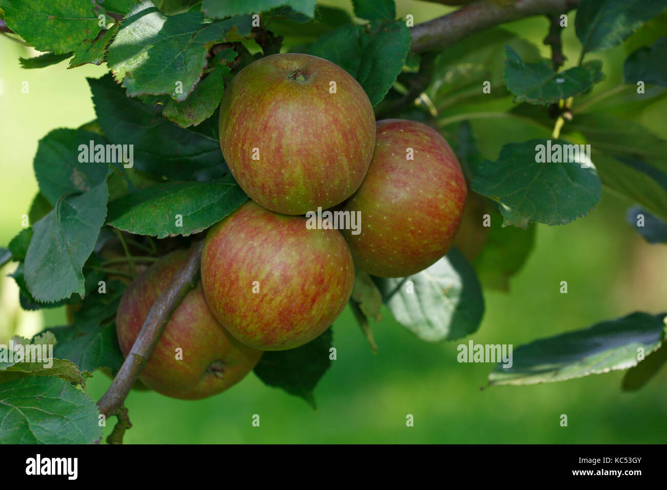 Boskoop hi-res stock photography and images - Alamy