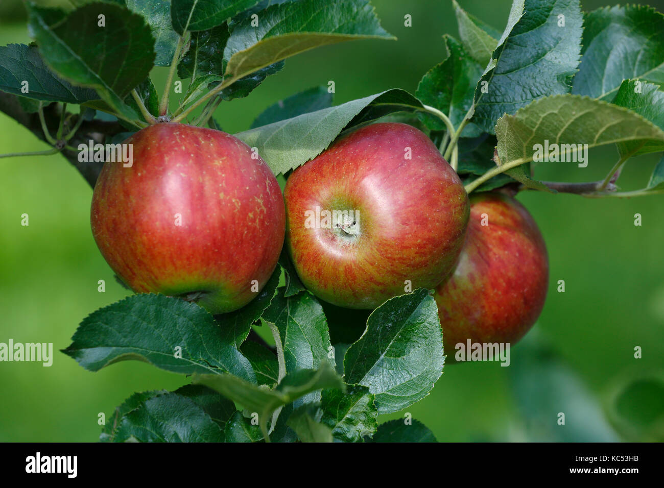 Apple on the apple tree, apple variety red ice apple (Malus domestica red ice apple), Germany Stock Photo