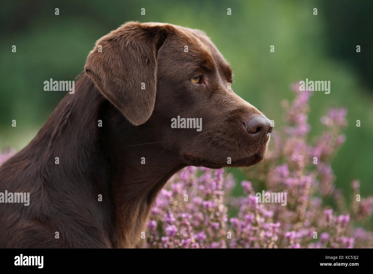 Brauner Labrador Retriever (Canis lupus familiaris), female, Portrait,  Schleswig-Holstein, Germany Stock Photo - Alamy