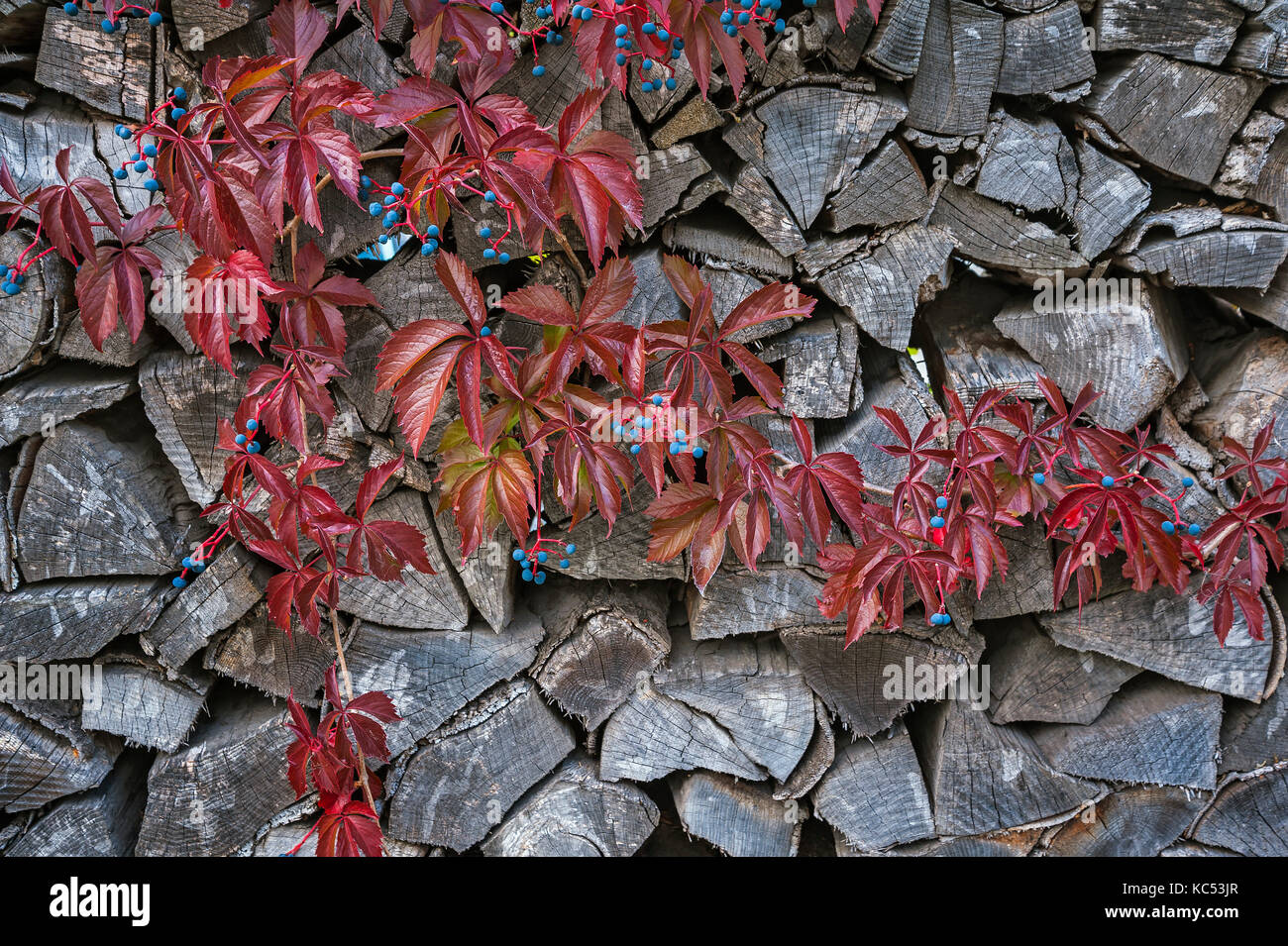 Virginia creeper (Parthenocissus quinquefolia) in front of Holzstoß, Bavaria, Germany Stock Photo