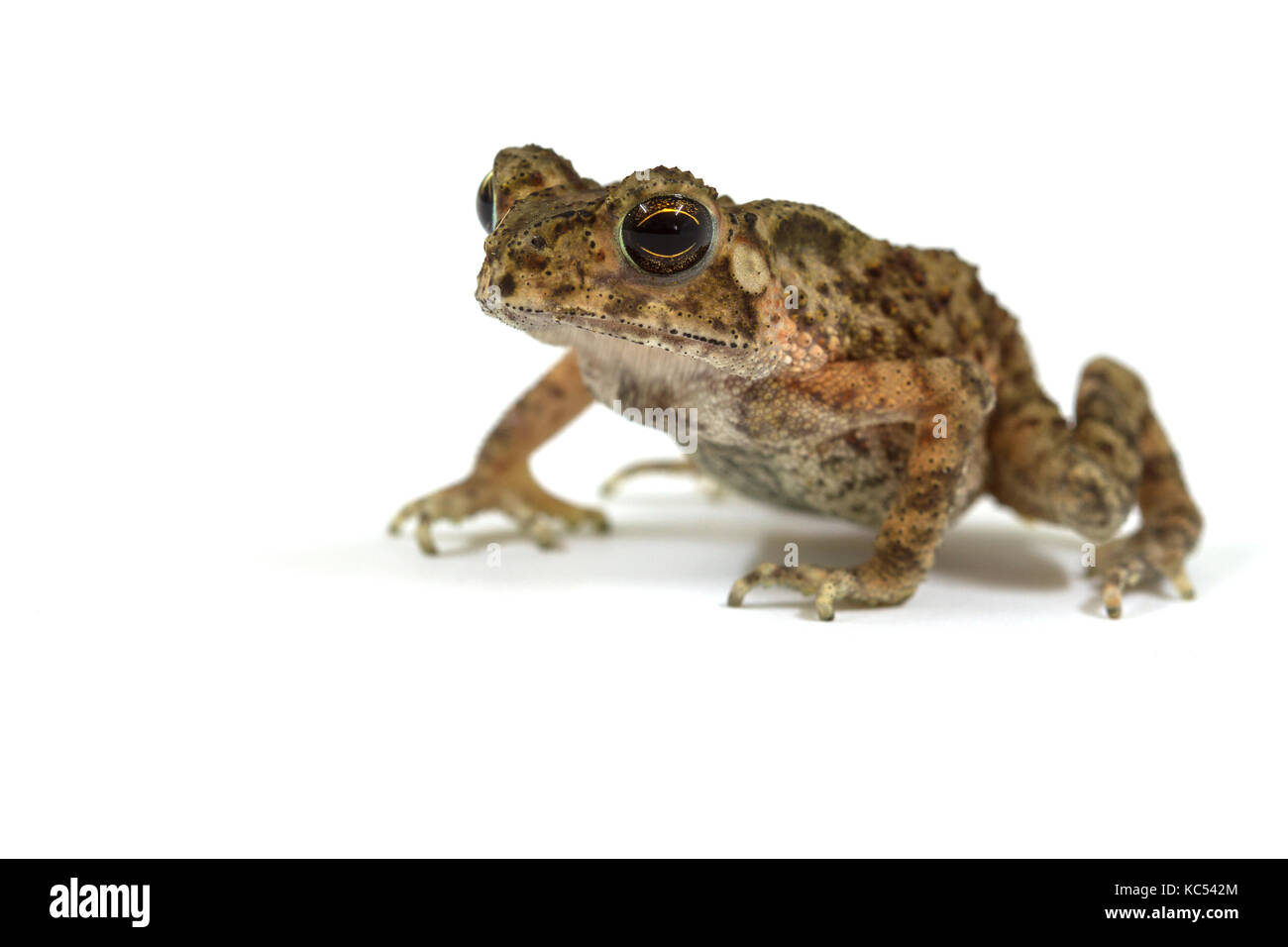 Young Asian common toad isolated on white background Stock Photo