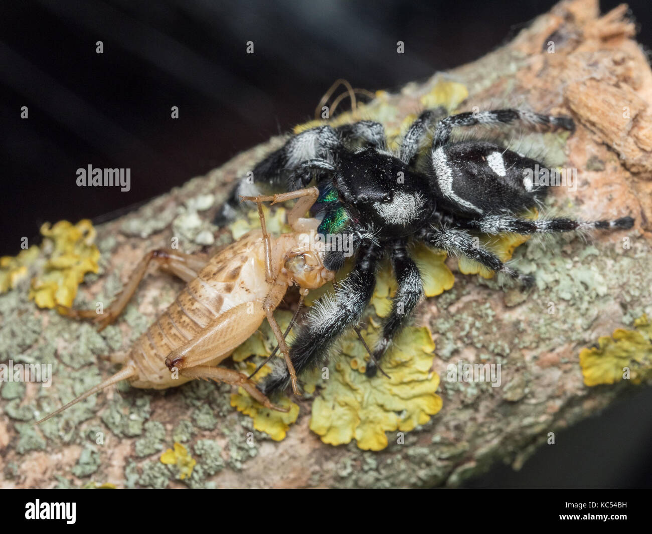 Male Phidippus regius adult feeding on a house cricket Stock Photo