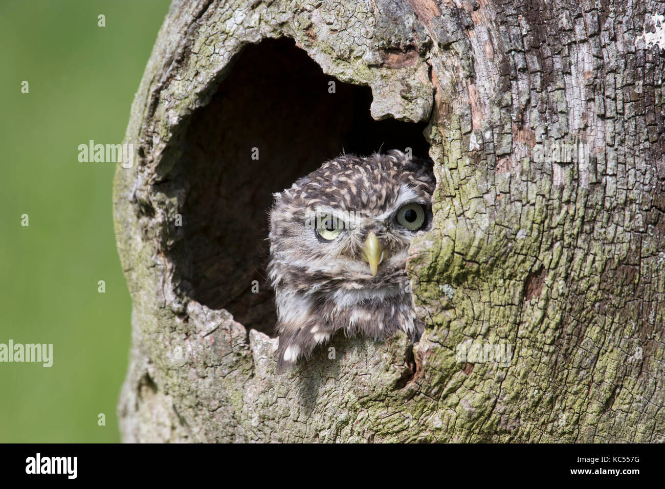 Little Owl Athene noctua peeping out from a hole in the bark of a tree Stock Photo