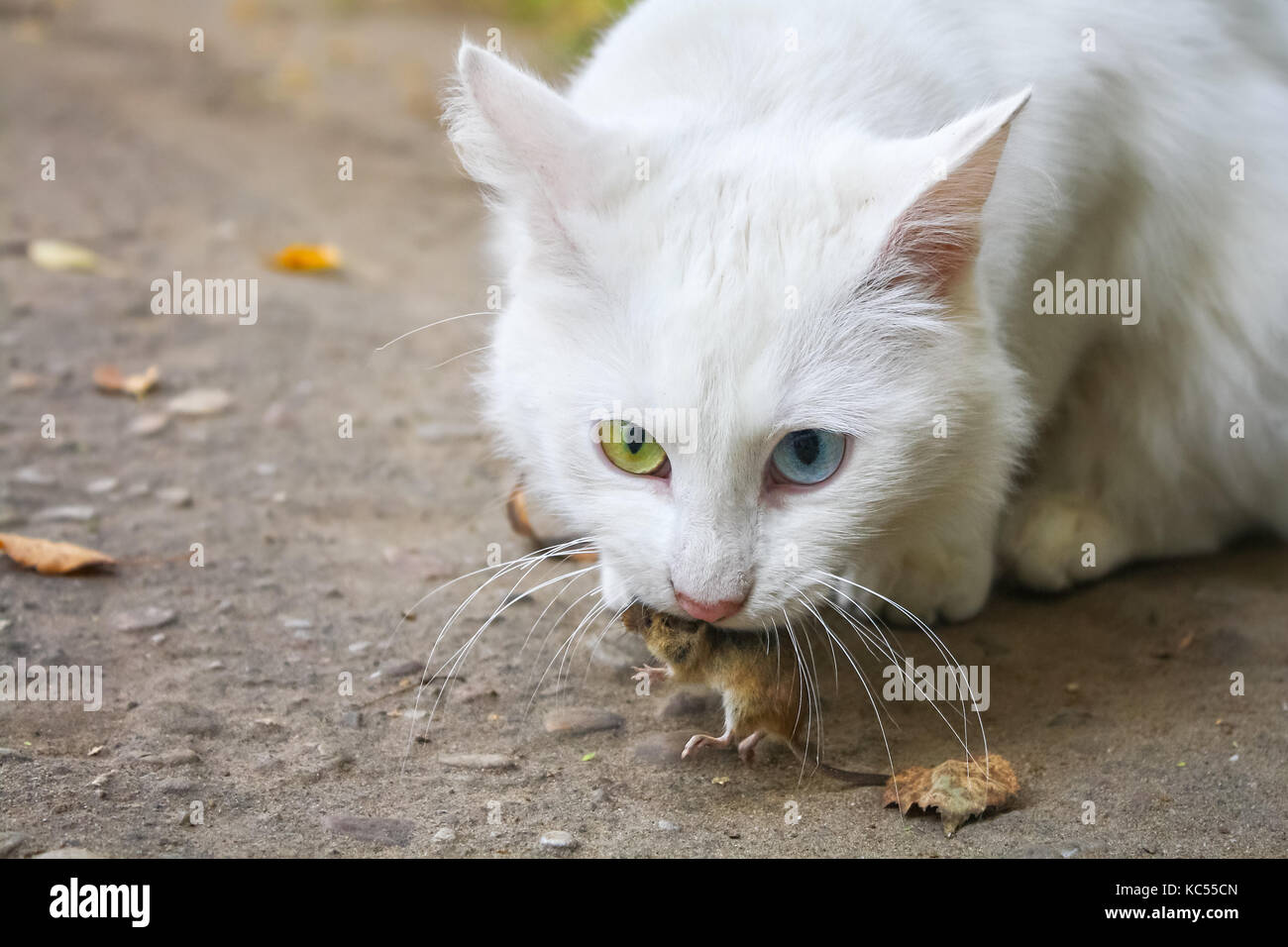 white cat caught mouse. hunting for mice Stock Photo