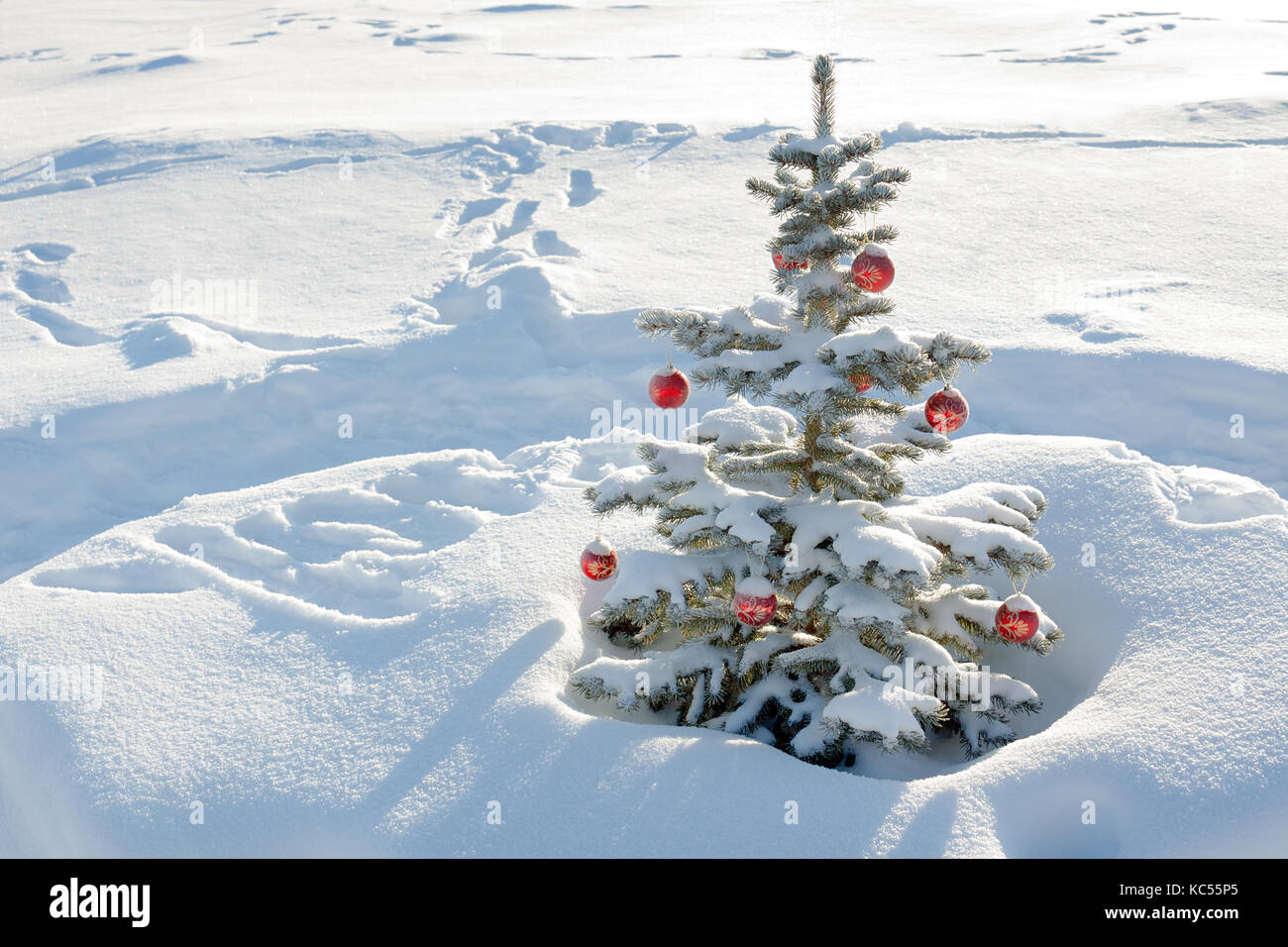 White Bare Branch Christmas Tree Stock Photos White Bare Branch