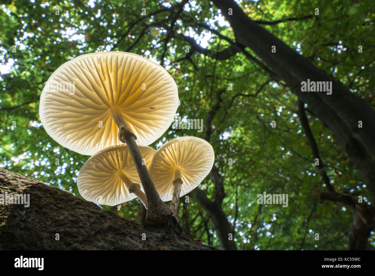 Porcelain fungi (Oudemansiella mucida) on a tree trunk, Hesse, Germany Stock Photo
