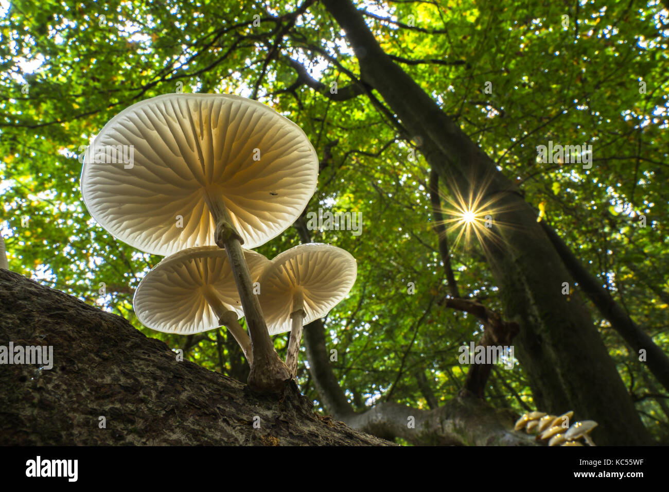 Porcelain fungi (Oudemansiella mucida) on a tree trunk, Hesse, Germany Stock Photo