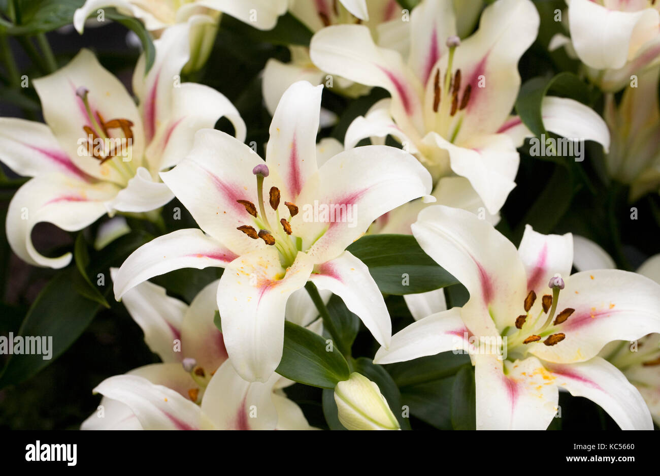 Lilium 'Nymph' flowers. Stock Photo