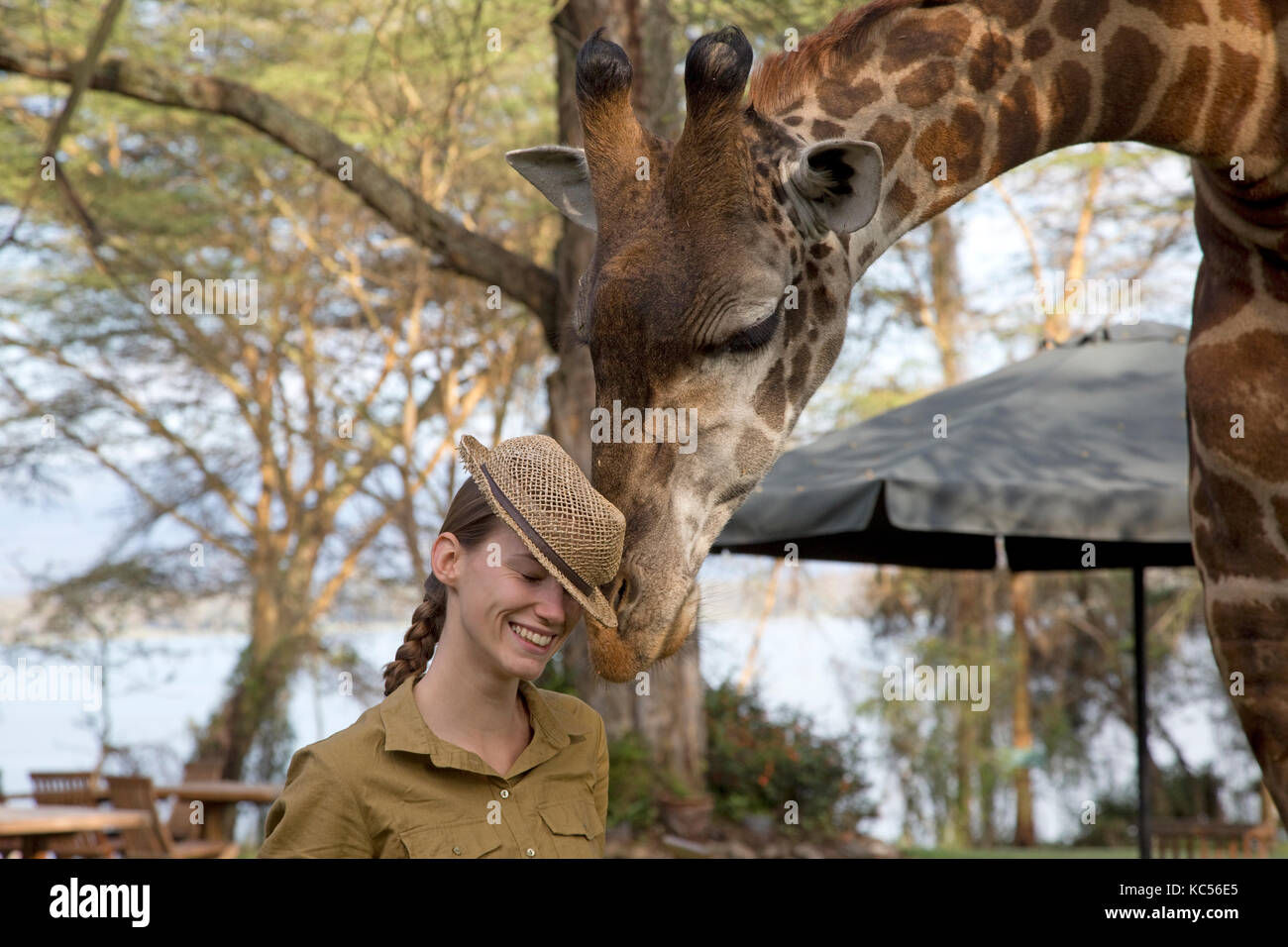 Eric a tame wild person-friendly giraffe investigates straw hat worn by