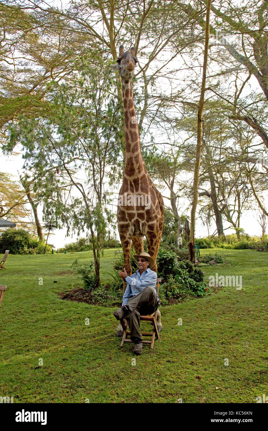Tourist wearing hat poses sitting on chair in front of Eric a person-friendly giraffe at Elsamere Naivasha Kenya Stock Photo